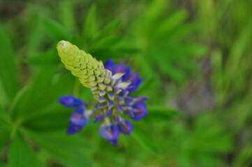 lupine