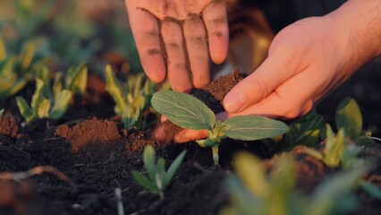 Experienced agronomist hands pay close attention to seedlings condition