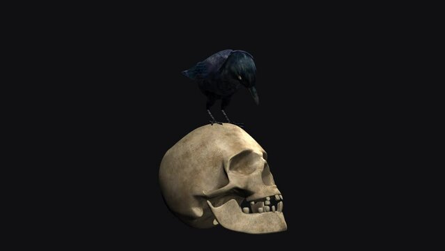 Black Raven Bird on and Human Skull - Side View CU - Alpha Channel - Artistic realistic 3D animation isolated on transparent background