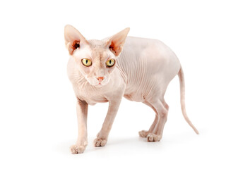 Isolated sphynx cat standing while looking at camera intensely. Full body of naked cat sneaking up on something or hunting. Solid red male cat with big yellow eyes. Selective focus. White background.