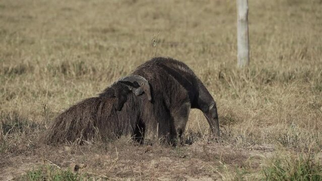 giant anteater mother carrying a baby on her back, Myrmecophaga tridactyla, walking over a meadow of a farm in the Pantanal. Myrmecophaga tridactyla, also ant bear, native to Central and South America