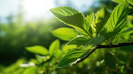 Obraz premium Fresh mint leaves growing in the garden.