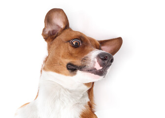 Isolated dog lying on back with silly face while looking at camera. Cute silly puppy dog feeling happy and safe and ready for affection. Female Harrier mix dog. Selective focus. White background. - obrazy, fototapety, plakaty