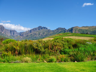 Lush green grass and protea fynbos at Oldenburg Vineyards with stellenbosch mountains in the...