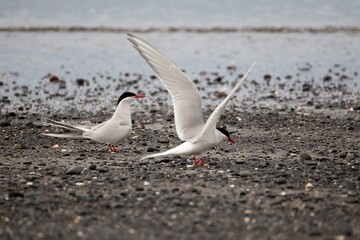 seagull on the beach