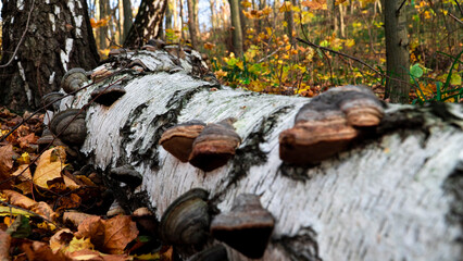 Large hoof-shaped mushroom growing on a tree. Fomes fomentarius mushrooms growing on a birch trunk. Trumpet mushroom