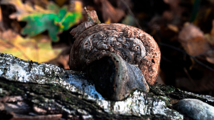 Fototapeta na wymiar Close-up. Fomes fomentarius mushrooms growing on a birch trunk. Trumpet mushroom. Large hoof-shaped mushroom growing on a tree.