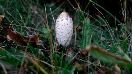The coprinus mushroom grows in a green meadow. Coprinus mushroom, also known as inky cap or ink cap.