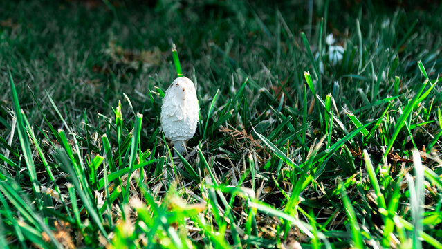 Ink cap mushroom. The coprinus mushroom grows in a green meadow. Coprinus mushroom with a bell-shaped conical cap with scales, flakes.