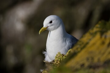 close up of a seagull
