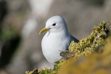 seagull on the rock