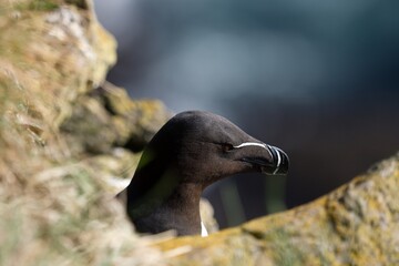 atlantic puffin or common puffin bird