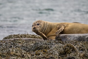 Fototapeta premium island sea lion