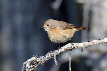 Common redstart
