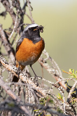 Common redstart