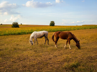 Two horses graze in the field. A white and brown horse on an autumn pasture.