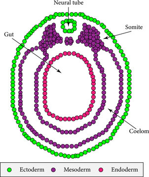 The Cross section of a vertebrate embryo in the neurula stage.Vector illustration
