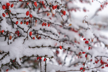 Rowan fruits are covered with the first snow