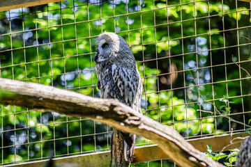 Great grey owl at the zoo
