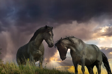 Wild horse, Equus ferus, dziki kon, Mustang, taken in Theodore Roosevelt National Park,North Dakota, taken in wild, Agnieszka Bacal. - obrazy, fototapety, plakaty