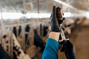 Woman veterinarian holding syringe with vaccine on background of dairy cow in cowshed. Concept vet worker of livestock farm health care cattle