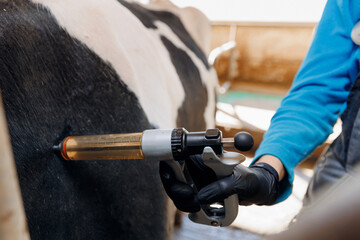Woman veterinarian gives injection syringe to cow. Concept vaccine for health care of cattle on livestock farm