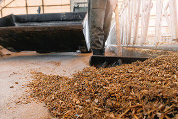 Obraz premium Fresh hay for cows, agriculture worker of livestock farm. Concept cattle industry farming