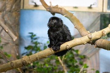 Goeldi  monkey sitting on a tree branch