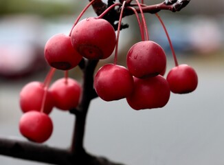 red,round hanging fruits of malus purpurea - crab apple tree in november close up