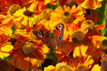 European peacock butterfly perched on sunny orange flowers in a garden