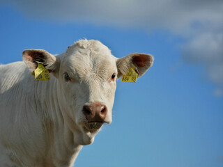 Portrait of a white cow
