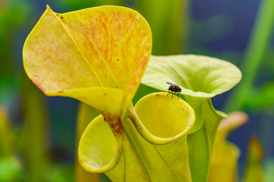 Fly perched precariously on the edge of a yellow and green pitcher plant