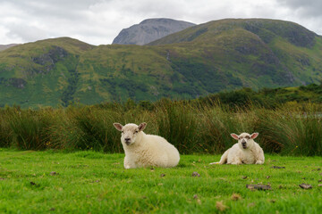 Obraz premium Two sheep laying in a grassy meadow below a mountain