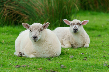 Two sheep laying in a grassy meadow