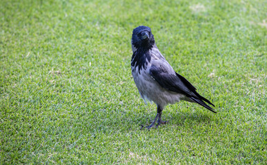The carrion crow is a bird species from the corvidae family that lives in western Europe and eastern Asia.