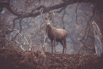 stag in winter