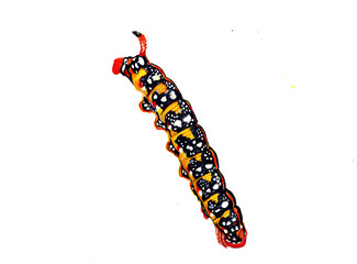 caterpillar on white background