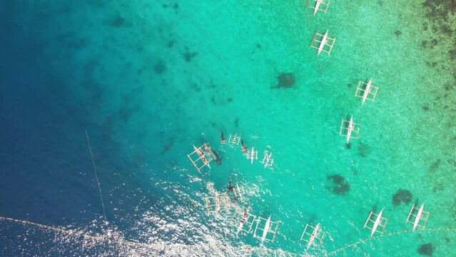 
tourists watch from small white boats as whale sharks are fed with plankton, tourists swim with whale sharks, there are a lot of whale sharks and boats. shooting from above with a drone