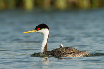 Western Grebe, occidentalis, Perkoz Wielki, taken in Minnesota, taken in wild, Agnieszka Bacal, Agnieszka Bacal Photrography.