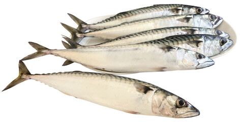 Atlantic mackerel