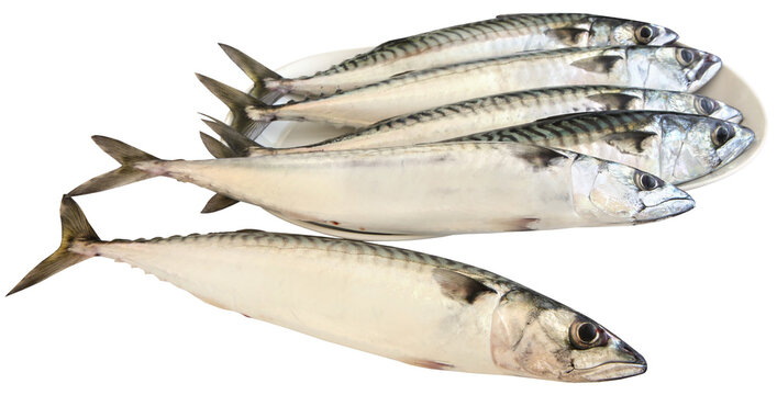 Atlantic mackerel