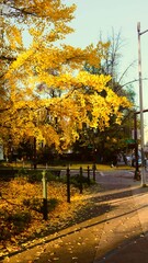Naklejka premium Fall leaves of Downtown Portland