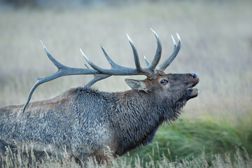 Elk, Wapiti, Cervus canadensis, bull in rut, Agnieszka Bacal Photography. Taken in wild, RMNP.