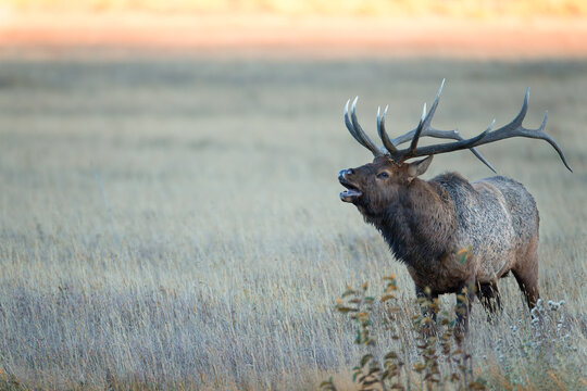 Elk, Wapiti, Cervus canadensis, bull in rut, Agnieszka Bacal Photography. Taken in wild, RMNP.
