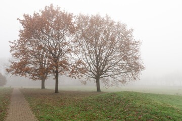 Beech trees with autumn leaves in a misty environment.