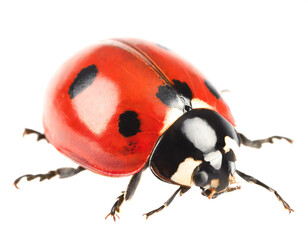 Fototapeta premium Ladybug isolated on white background, cutout