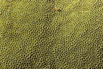 Clese up detail of Azorella yareta plant