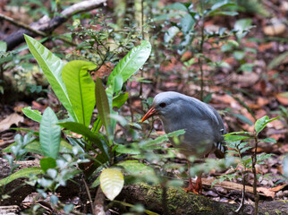 A close photo of kagu