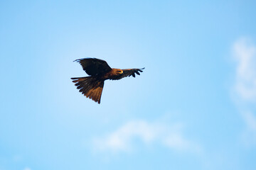Black kite flying in  sky - wings wide open