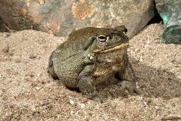 Sonoran Desert Toad, Incilius alvarius, largest toad in Arizona, strong skin toxins.